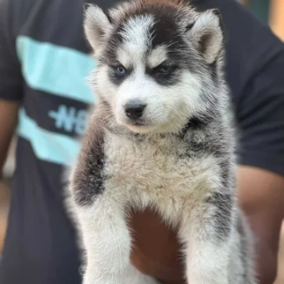 Siberian Husky puppies for sale in Visakhapatnam