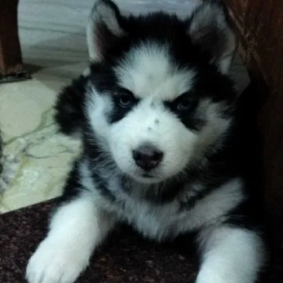 Siberian Husky puppies for sale in Gurgaon