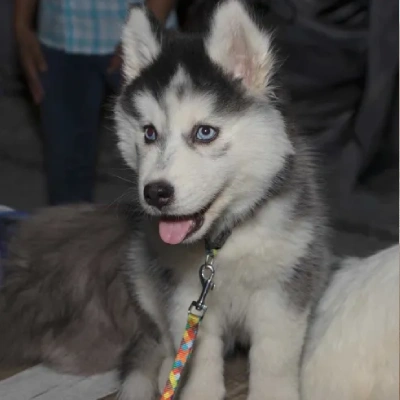 Siberian Husky puppies for sale in Visakhapatnam