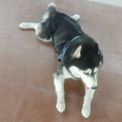 Siberian Husky puppies for sale in Bikaner