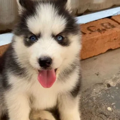 Siberian Husky puppies for sale in Udaipur