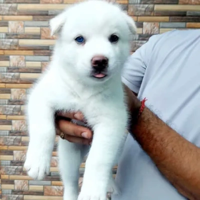 Siberian Husky puppies for sale in Kota