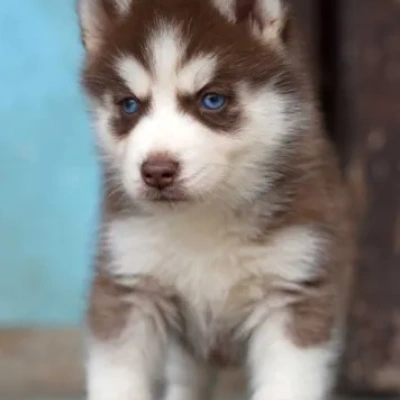 Siberian Husky puppies for sale in Ajmer