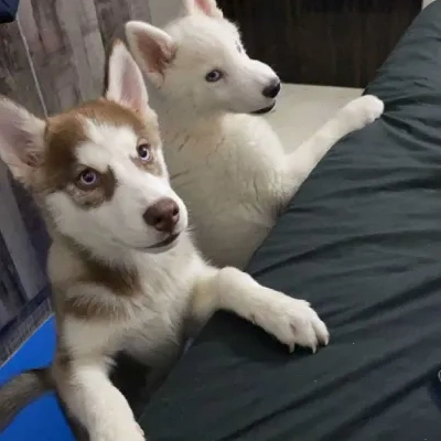 Siberian Husky puppies for sale in Bikaner