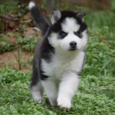 Siberian Husky puppies for sale in Visakhapatnam