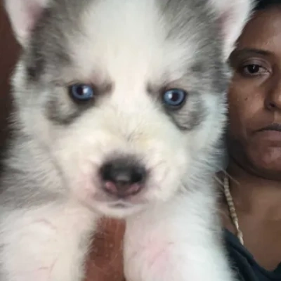 Siberian Husky puppies for sale in Gurgaon