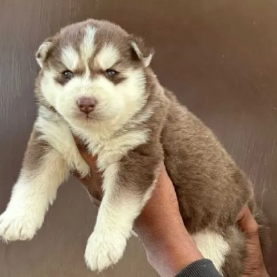 Siberian Husky puppies for sale in Kota