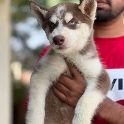 Siberian Husky puppies for sale in Visakhapatnam