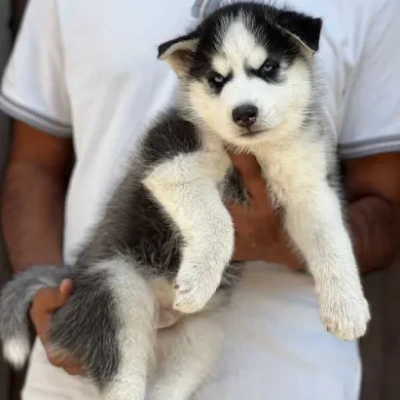 Siberian Husky puppies for sale in Visakhapatnam