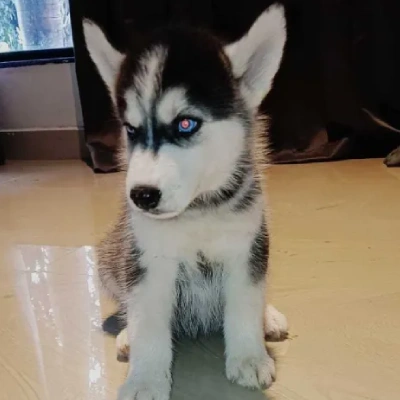 Siberian Husky puppies for sale in Kota