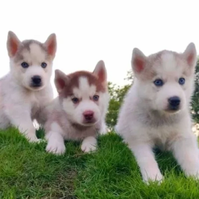 Siberian Husky puppies for sale in Udaipur