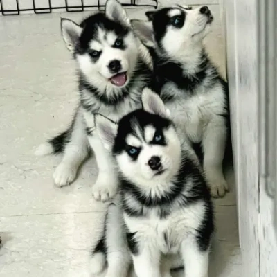 Siberian Husky puppies for sale in Visakhapatnam