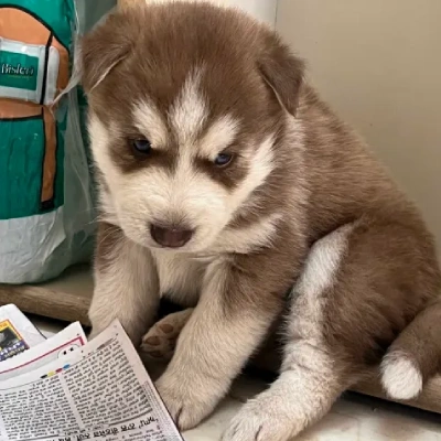 Siberian Husky puppies for sale in Visakhapatnam