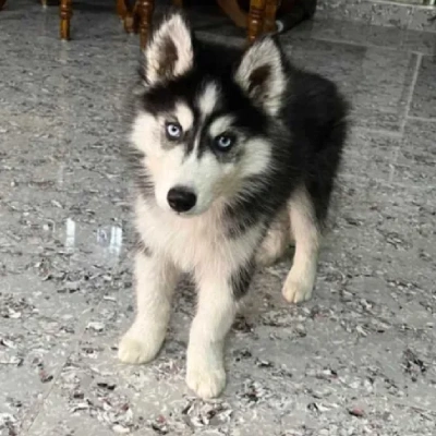 Siberian Husky puppies for sale in Udaipur