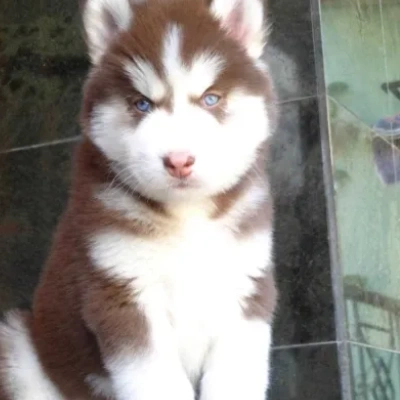 Siberian Husky puppies for sale in Ajmer