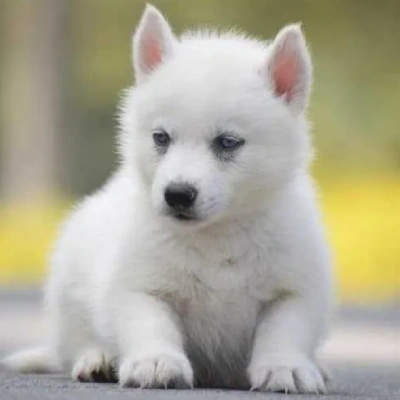 Siberian Husky puppies for sale in Visakhapatnam