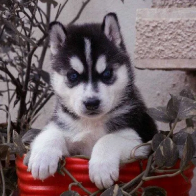 Siberian Husky puppies for sale in Bikaner