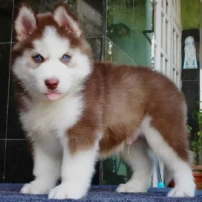 Siberian Husky puppies for sale in Visakhapatnam