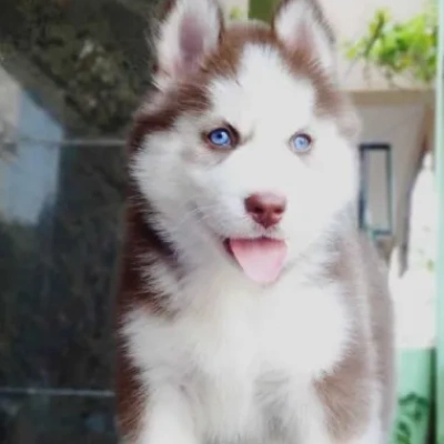 Siberian Husky puppies for sale in Gurgaon