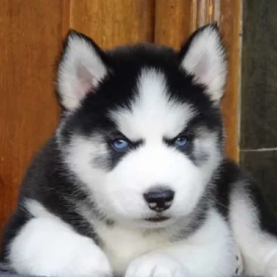 Siberian Husky puppies for sale in Gurgaon