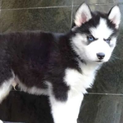 Siberian Husky puppies for sale in Bikaner