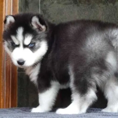 Siberian Husky puppies for sale in Jodhpur