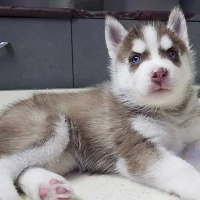 Siberian Husky puppies for sale in Bikaner