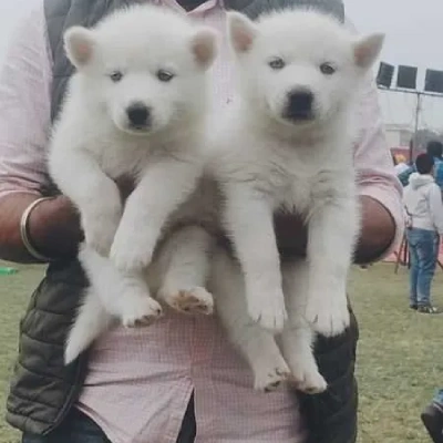 Siberian Husky puppies for sale in Jodhpur