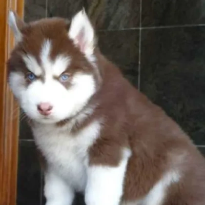 Siberian Husky puppies for sale in Udaipur