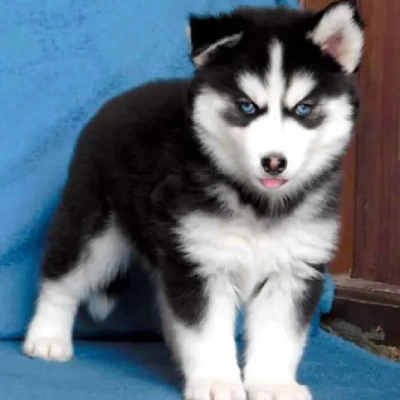 Siberian Husky puppies for sale in Kota