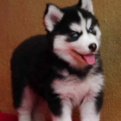 Siberian Husky puppies for sale in Visakhapatnam