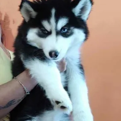 Siberian Husky puppies for sale in Jodhpur