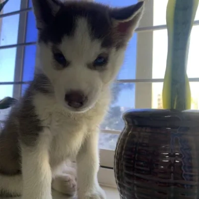 Siberian Husky puppies for sale in Udaipur