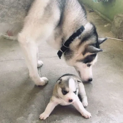 Siberian Husky puppies for sale in Udaipur