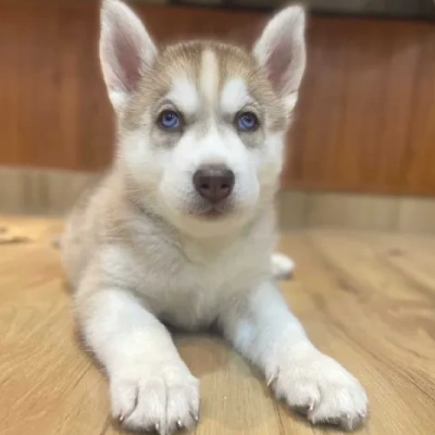 Siberian Husky puppies for sale in Gurgaon