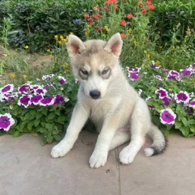 Siberian Husky puppies for sale in Udaipur