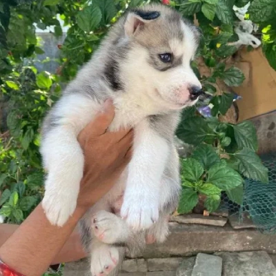 Siberian Husky puppies for sale in Kota