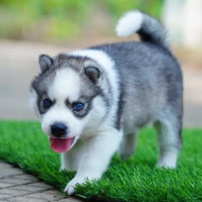 Siberian Husky puppies for sale in Udaipur