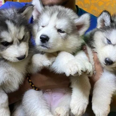 Siberian Husky puppies for sale in Jodhpur