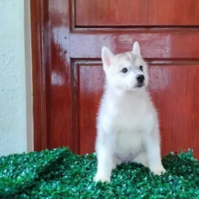 Siberian Husky puppies for sale in Kota