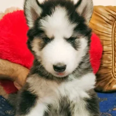 Siberian Husky puppies for sale in Kota