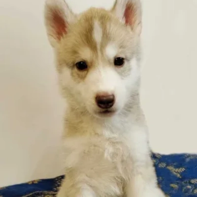 Siberian Husky puppies for sale in Gurgaon