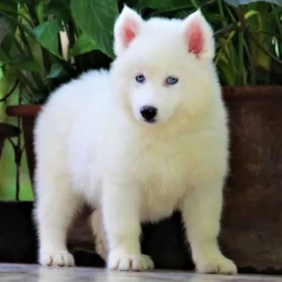 Siberian Husky puppies for sale in Jodhpur