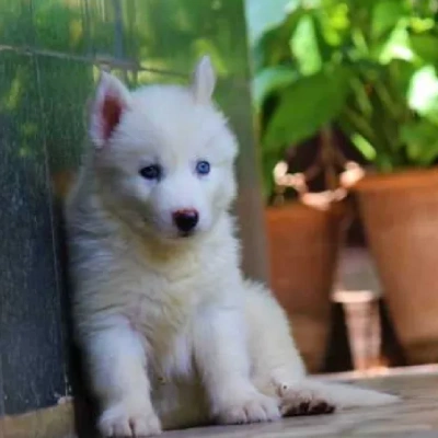 Siberian Husky puppies for sale in Udaipur