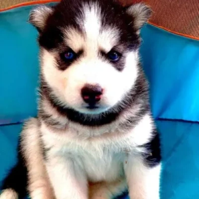 Siberian Husky puppies for sale in Gurgaon