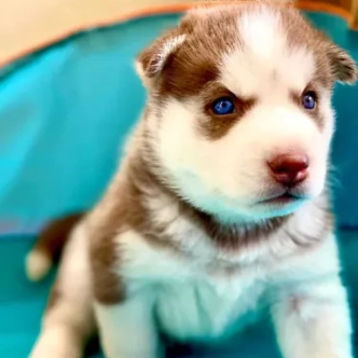 Siberian Husky puppies for sale in Visakhapatnam