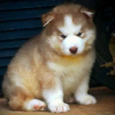 Siberian Husky puppies for sale in Bikaner