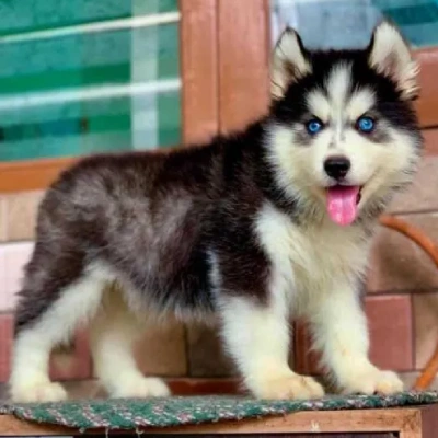 Siberian Husky puppies for sale in Udaipur