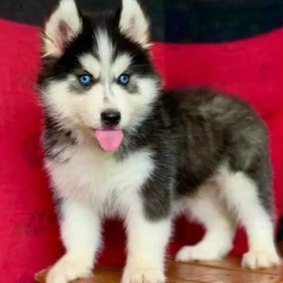 Siberian Husky puppies for sale in Jodhpur