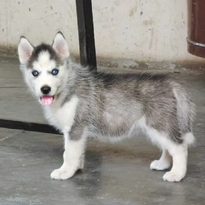 Siberian Husky puppies for sale in Jodhpur